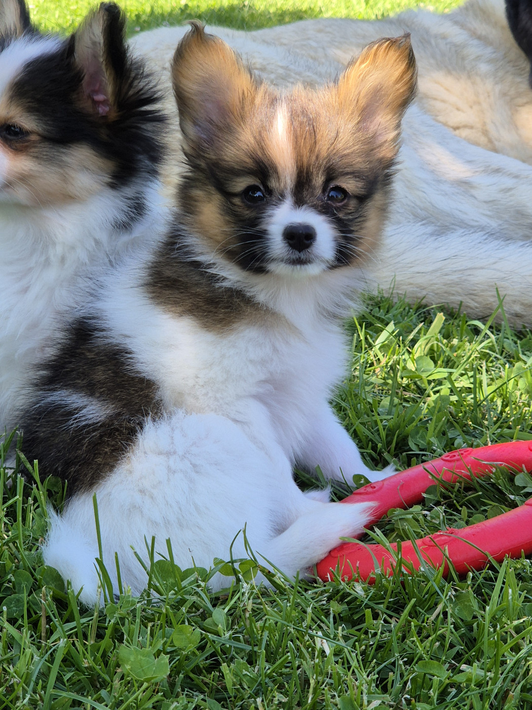 de la grange bailly - Chiots disponibles - Epagneul nain Continental (Papillon)
