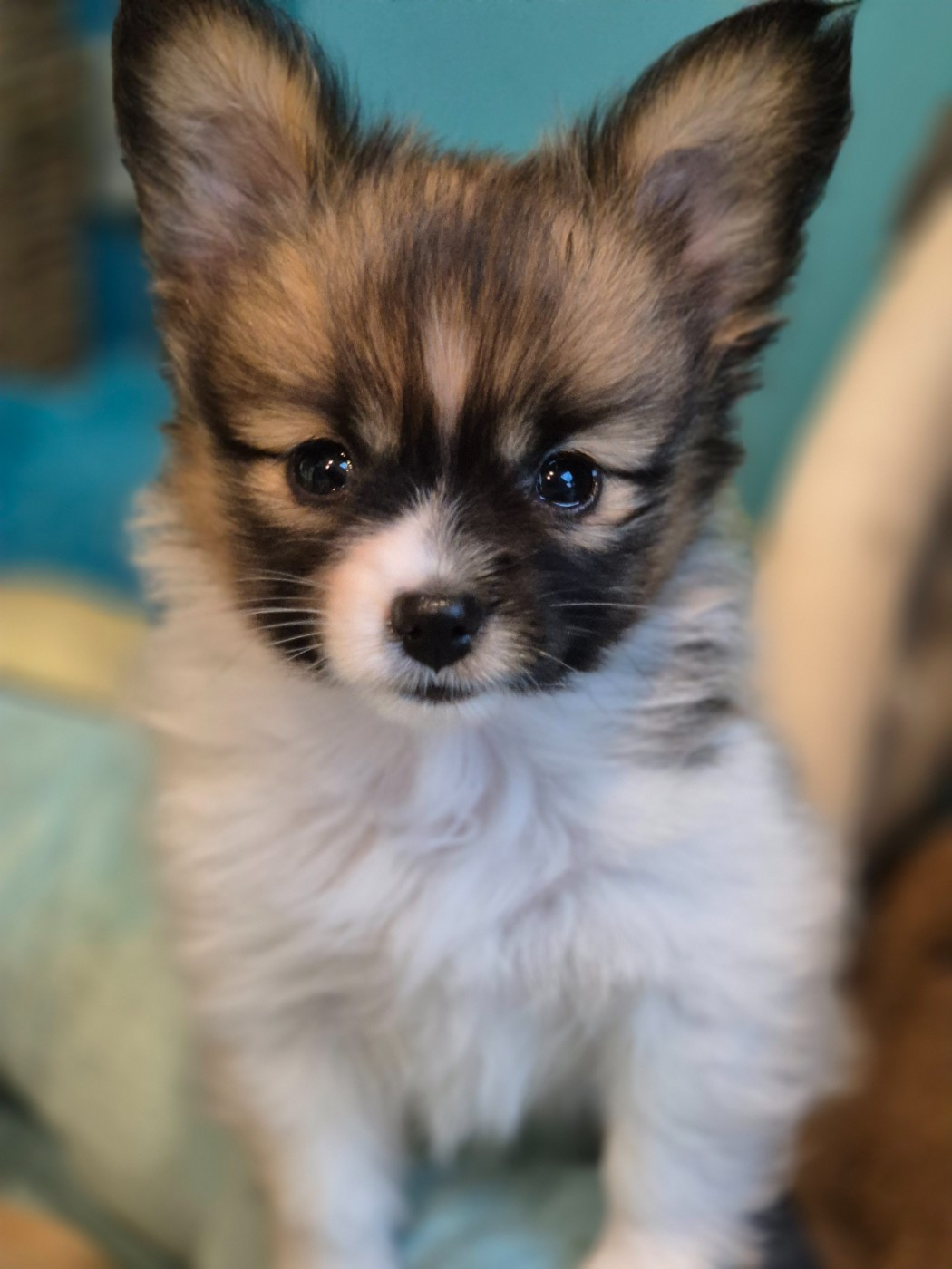 de la grange bailly - Chiots disponibles - Epagneul nain Continental (Papillon)