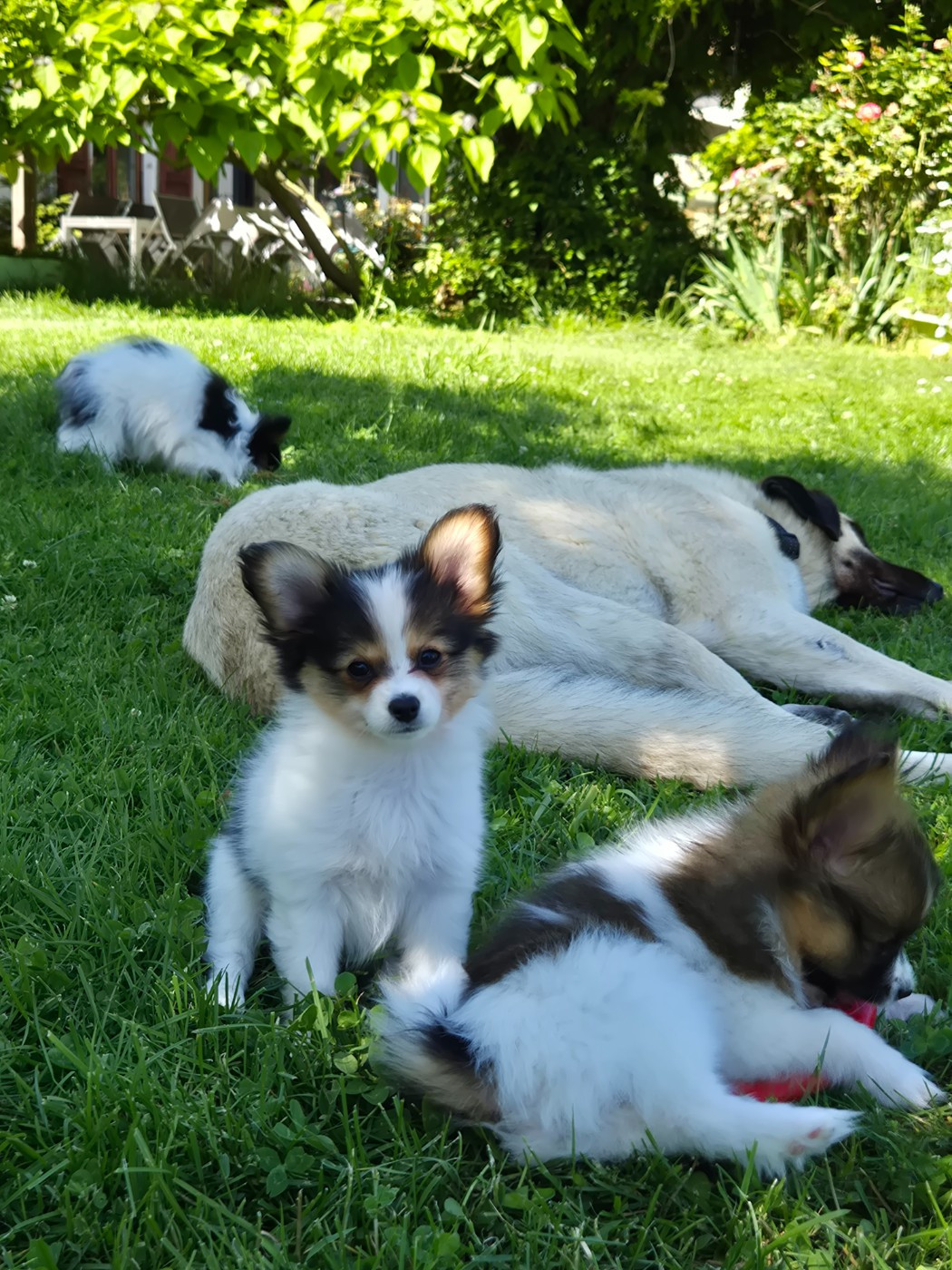 de la grange bailly - Chiots disponibles - Epagneul nain Continental (Papillon)